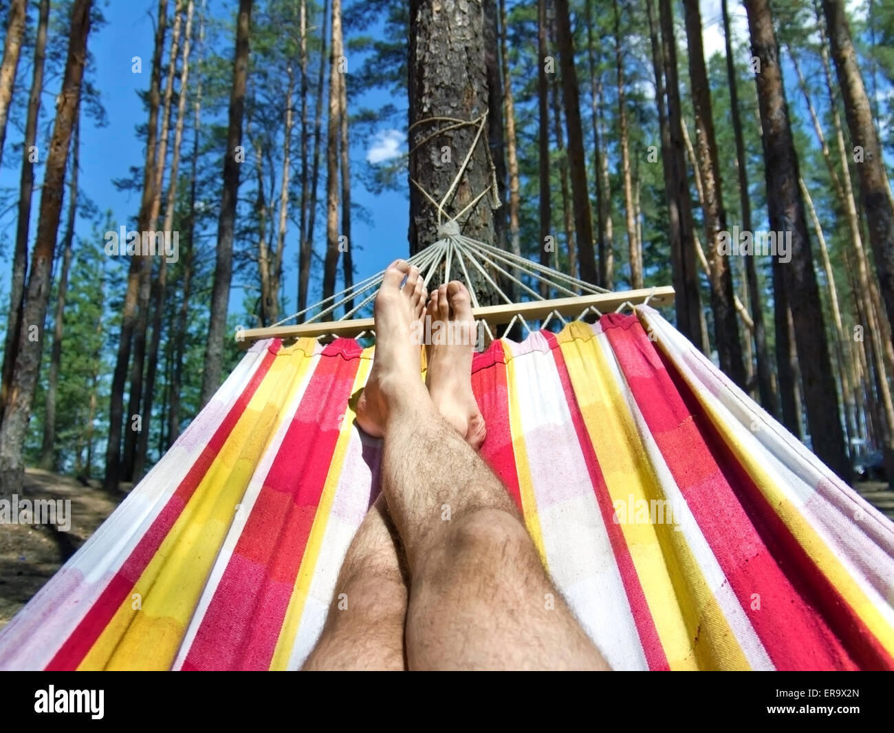 Füße in der Hängematte auf einem Hintergrund von Kiefernwald Stockfoto