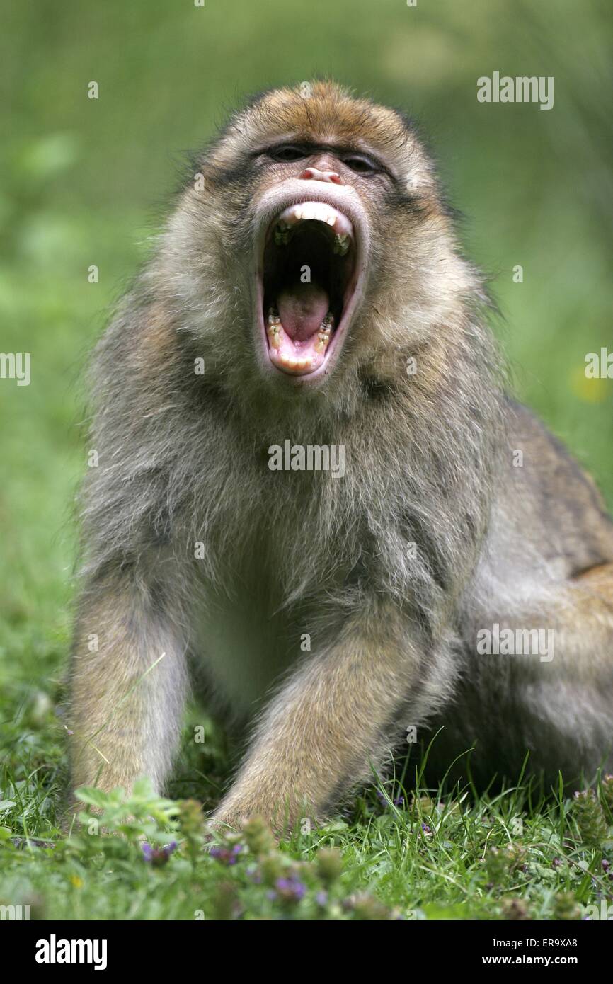 klaffende Barbary Affe Stockfoto