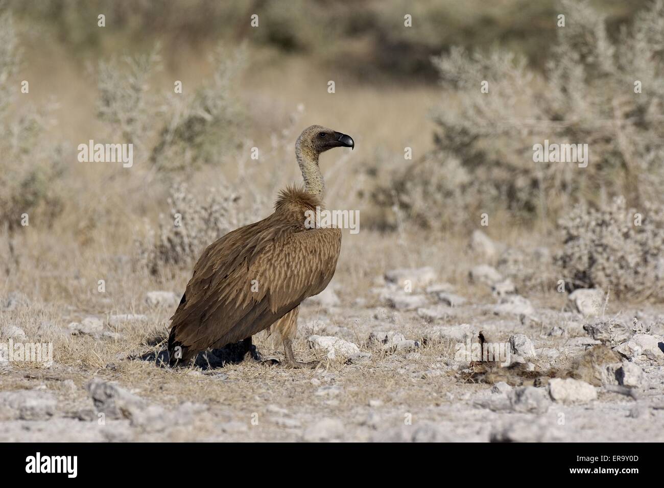Rüppels Griffon Stockfoto