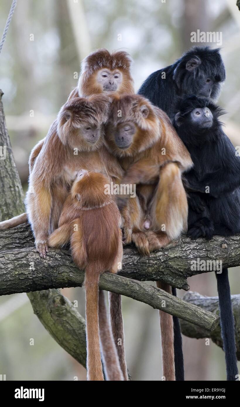 Javan Langurs Stockfotos und -bilder Kaufen - Alamy