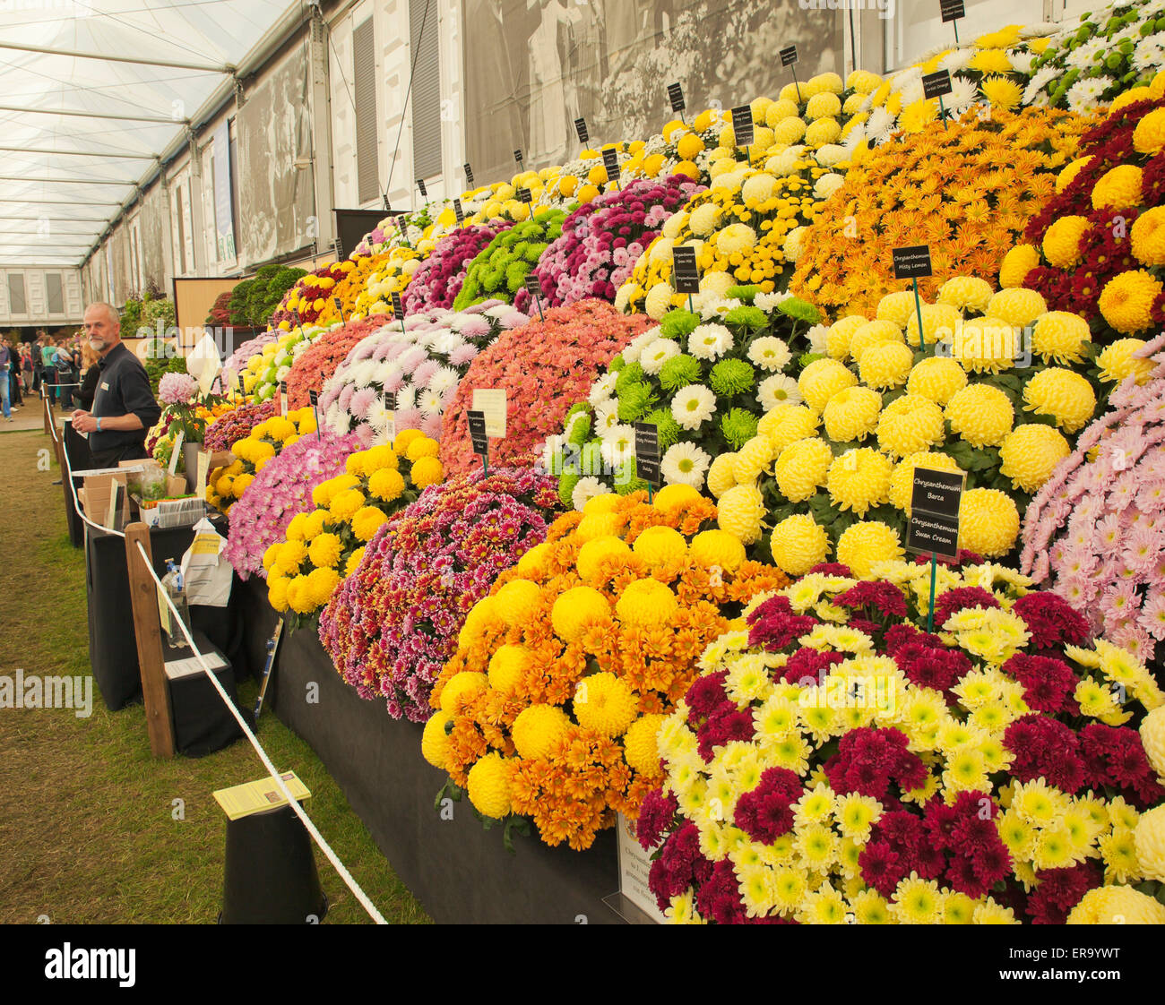 Anzeige der Chrysanthemen auf der Chelsea Flower Show. Stockfoto