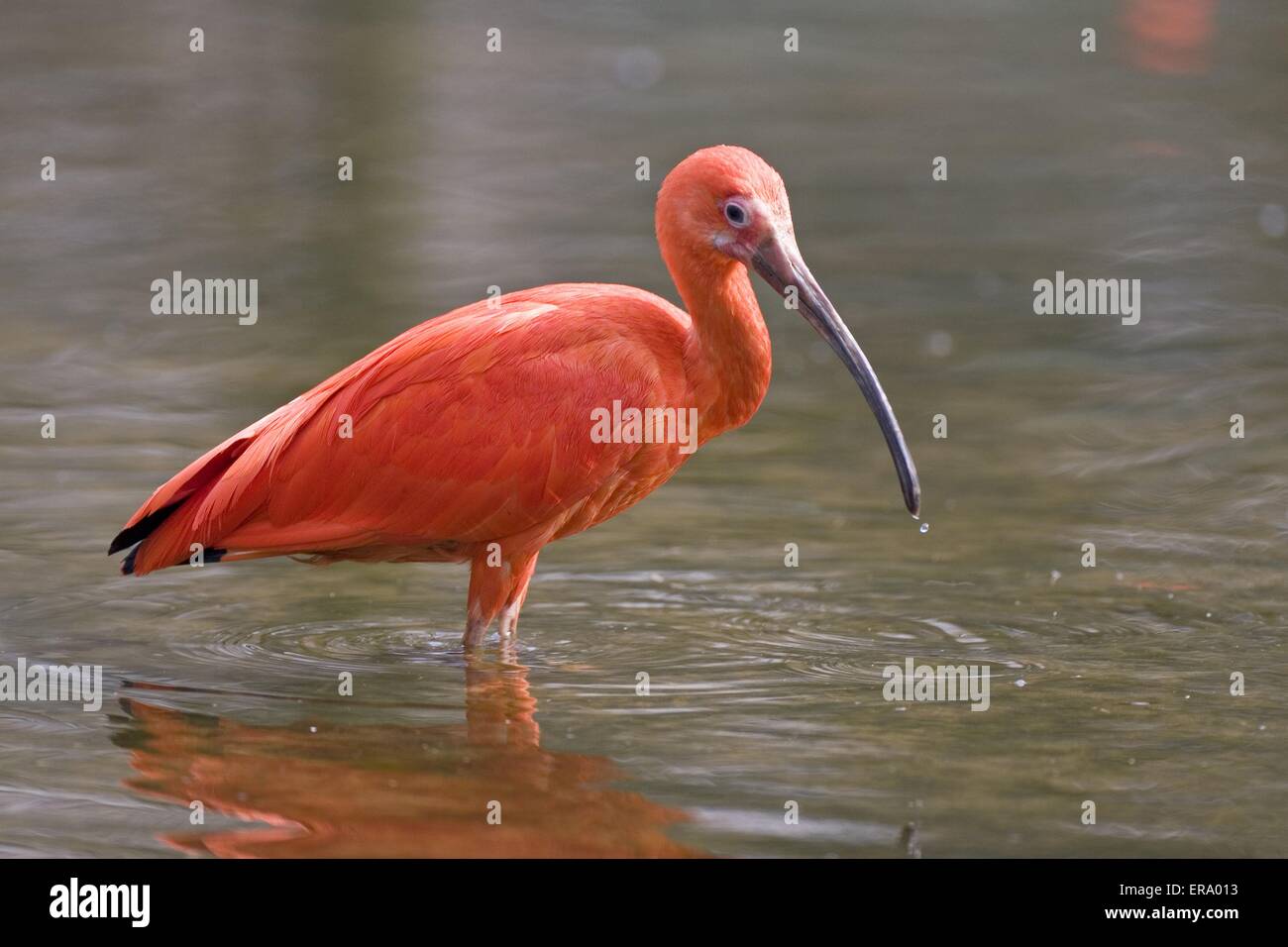 Scarlet ibis Stockfoto