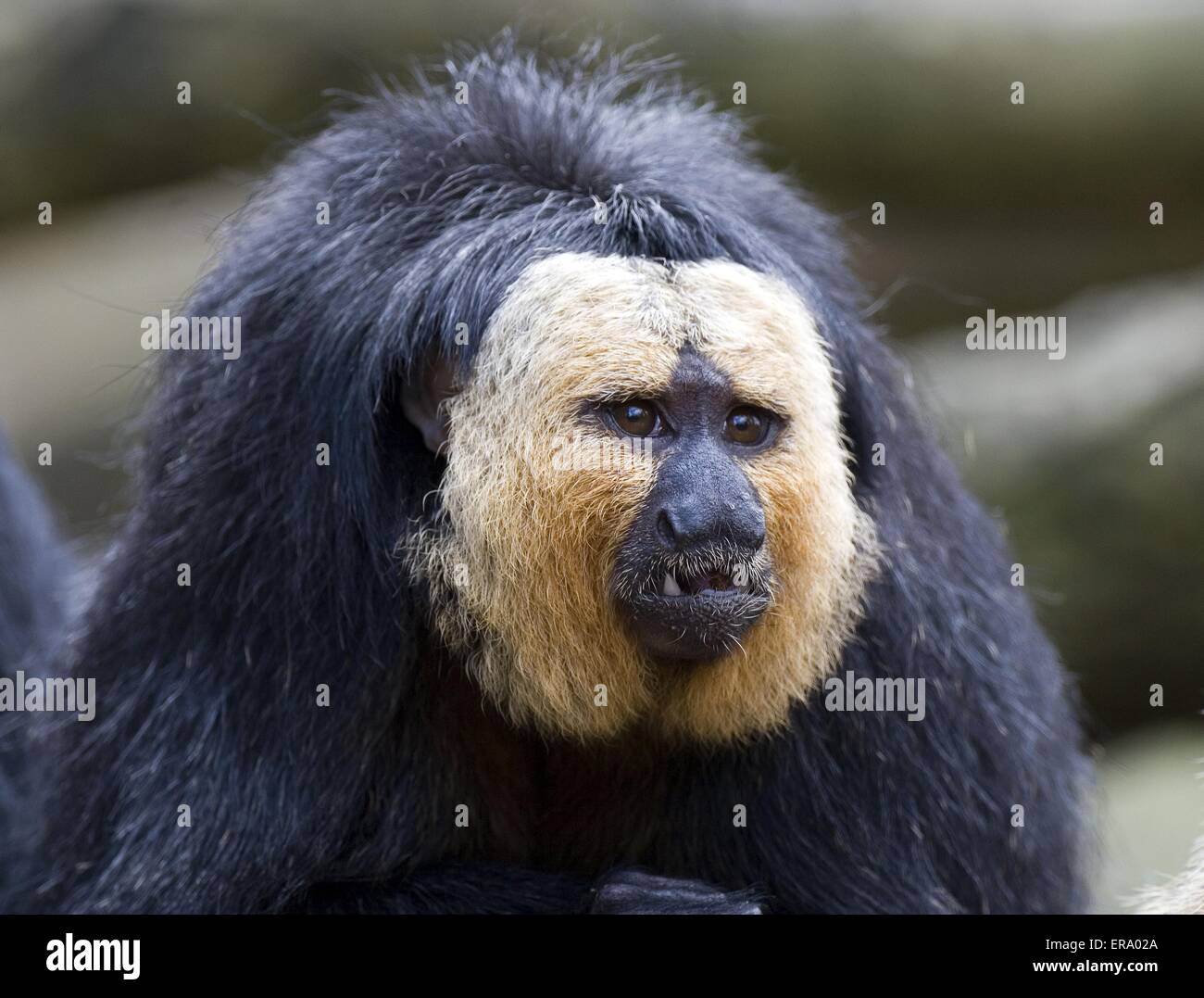 Golden-faced saki Stockfoto