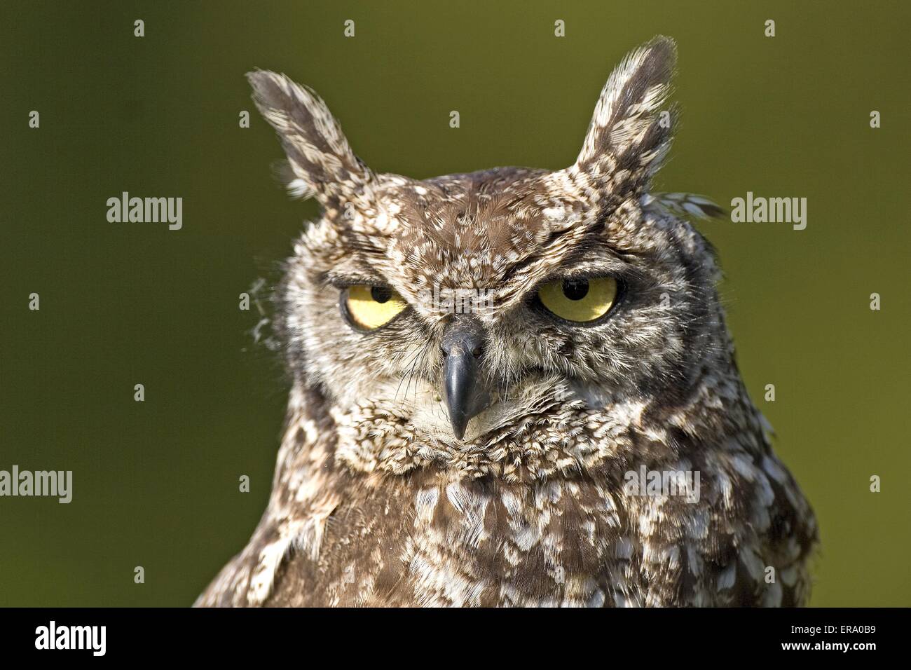 Gefleckte Uhu Stockfoto