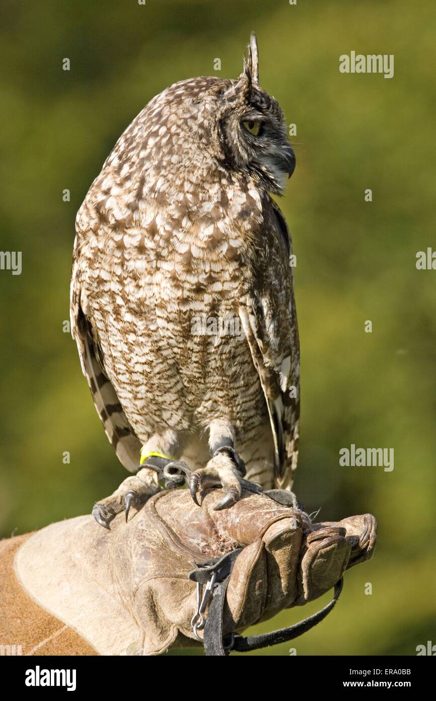 Gefleckte Uhu Stockfoto