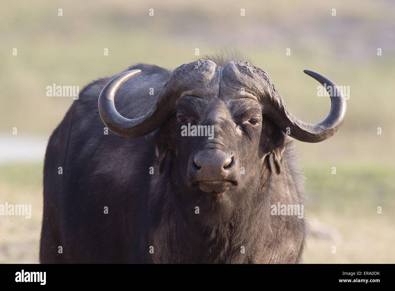 Afrikanischer Büffel Stockfoto