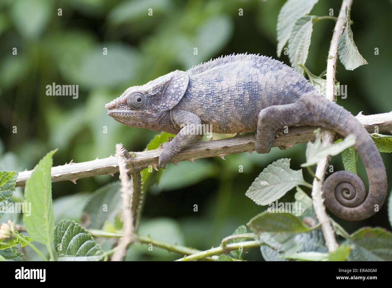 Kurz-gehörnte Chamäleon Stockfoto