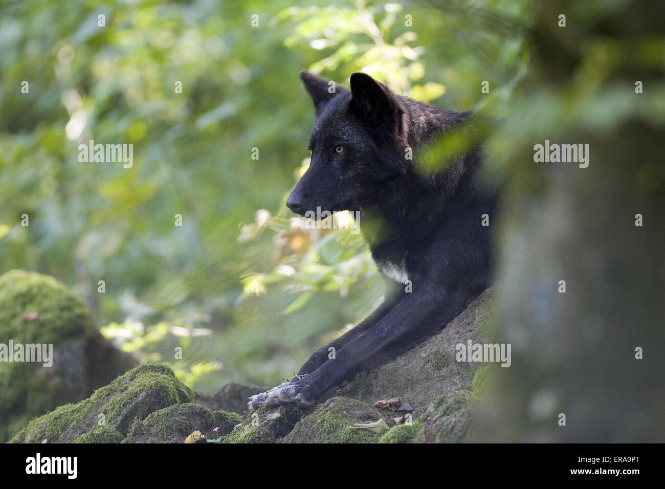 Eastern Timber wolf Stockfoto