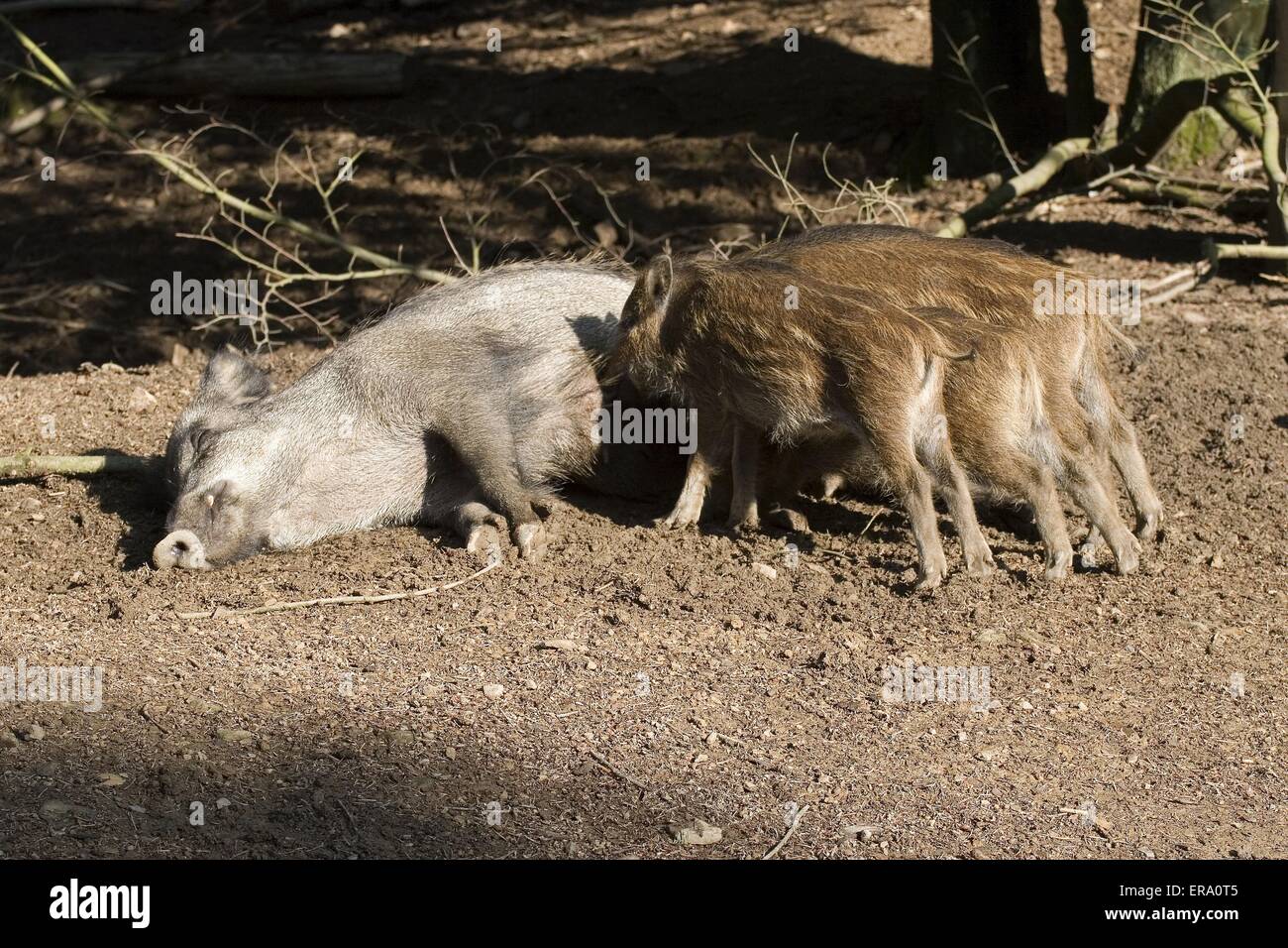 Wildschwein Stockfoto