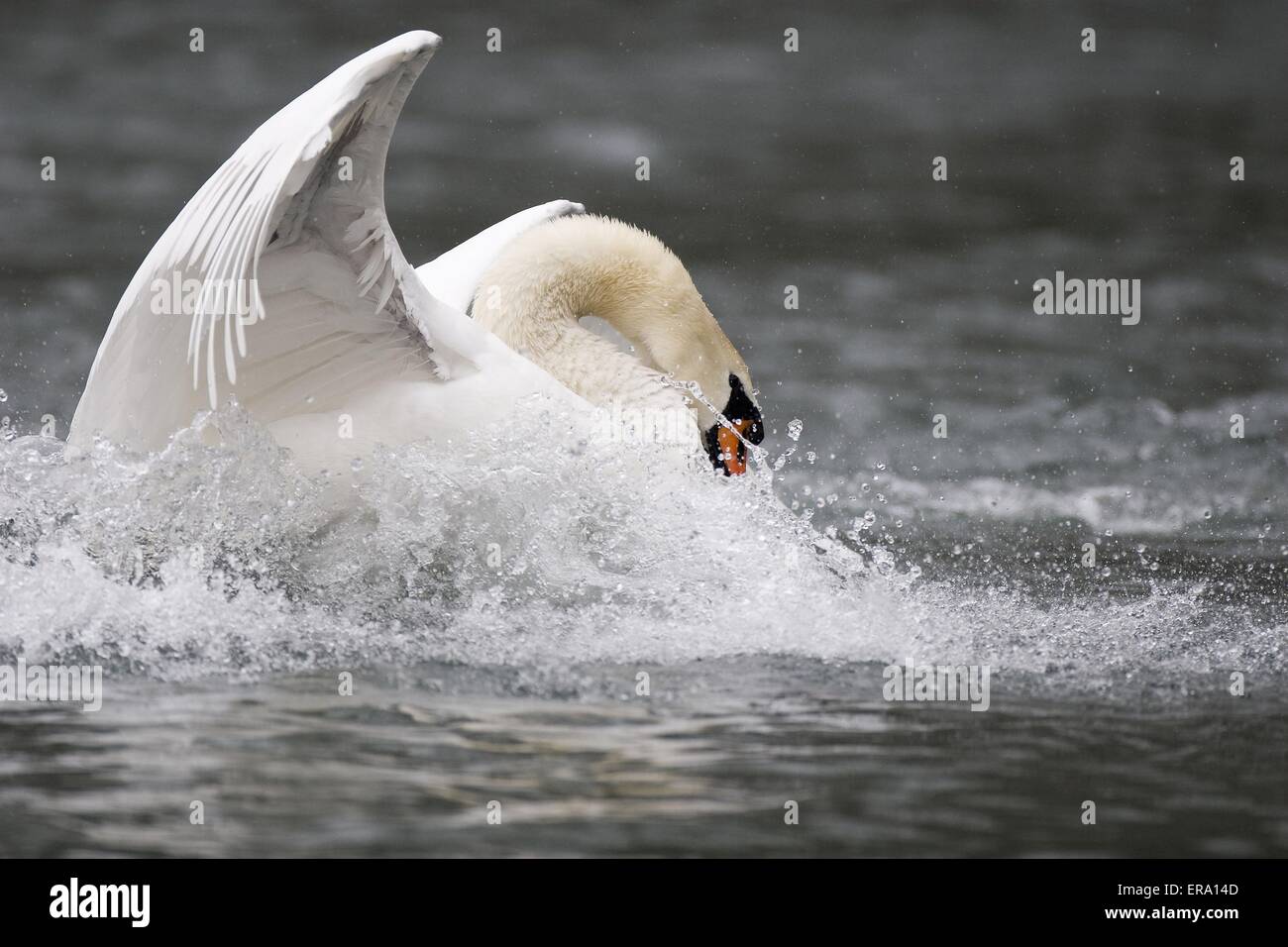 Höckerschwan Baden Stockfoto