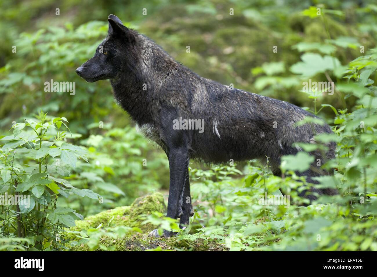 Eastern Timber Wolf stehend Stockfoto