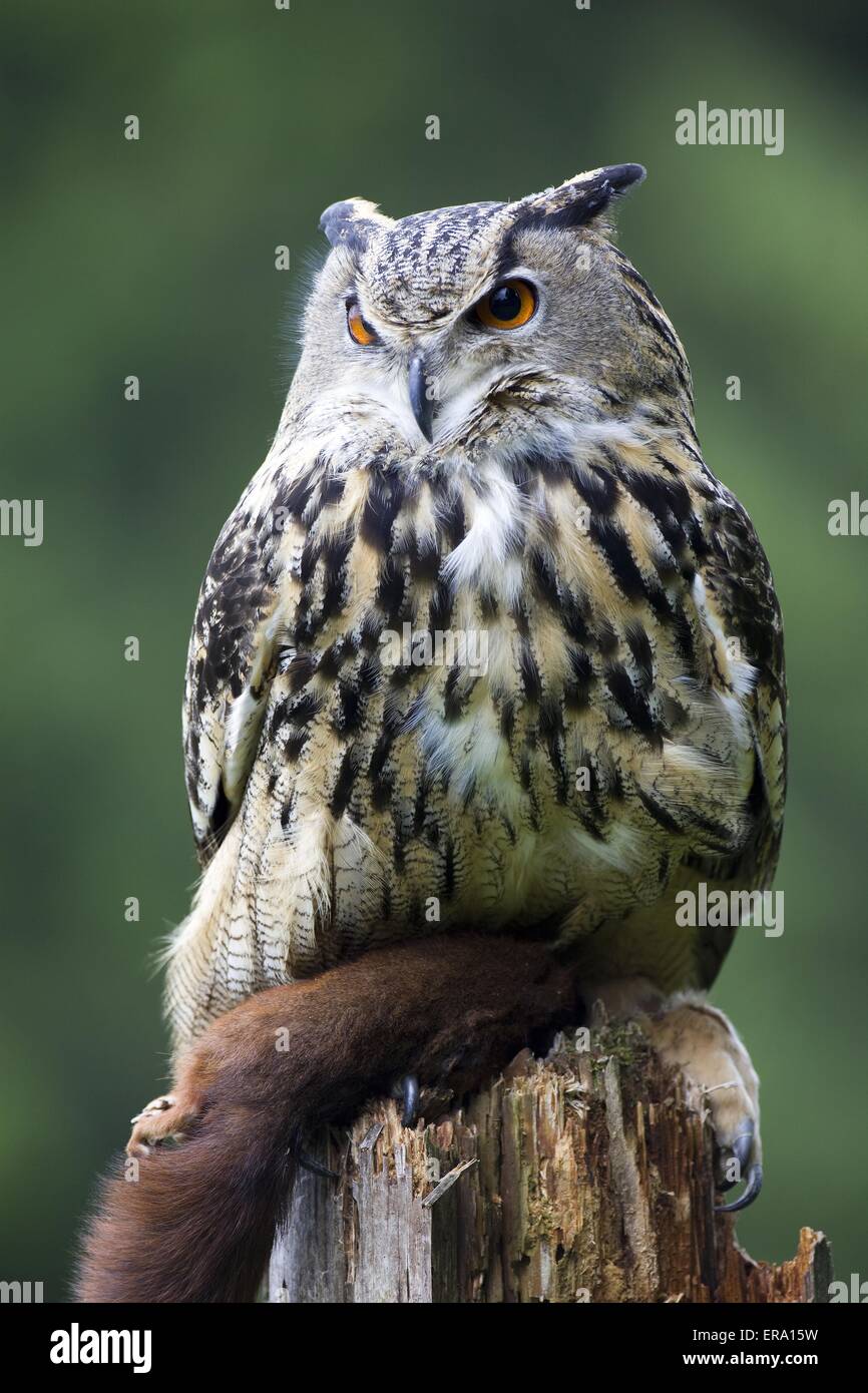 Uhu mit Beute Stockfoto