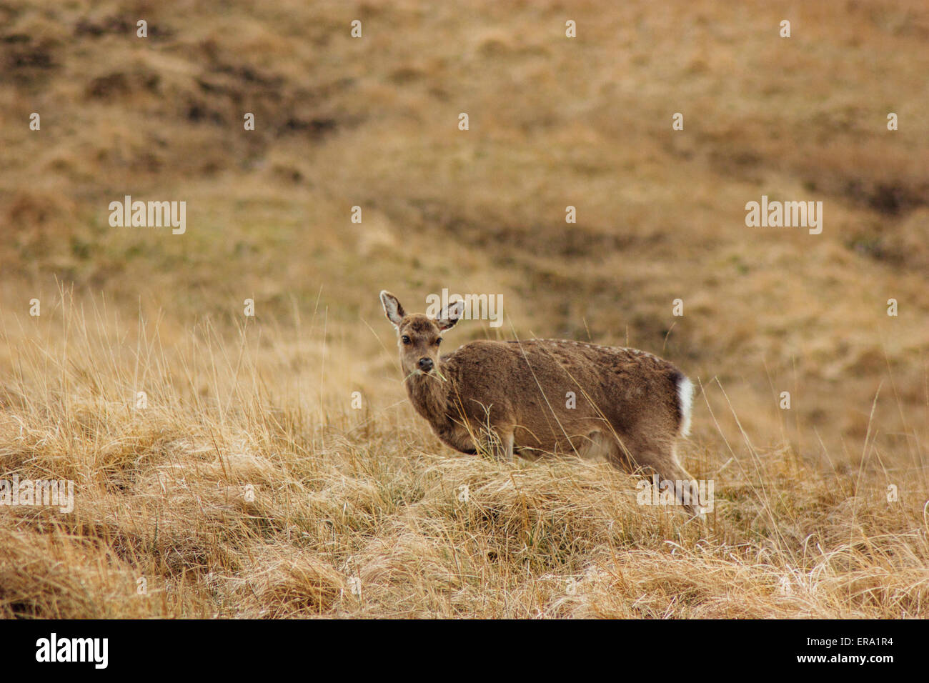 Ein Sika Hirsche in die Wicklow Mountains. Stockfoto