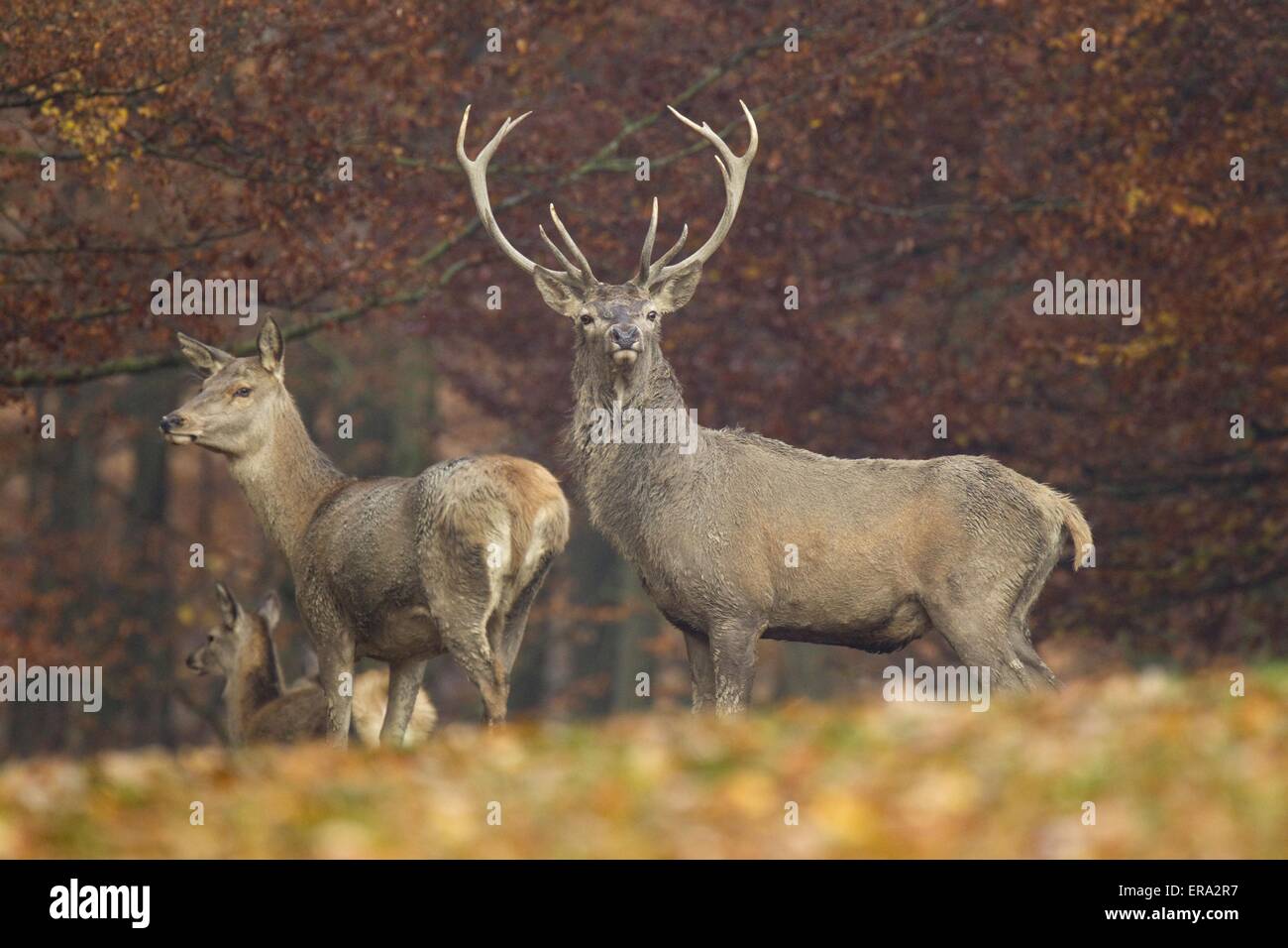 Red deer Stockfoto