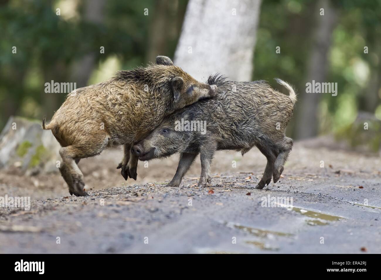 wilde Schweine Stockfoto