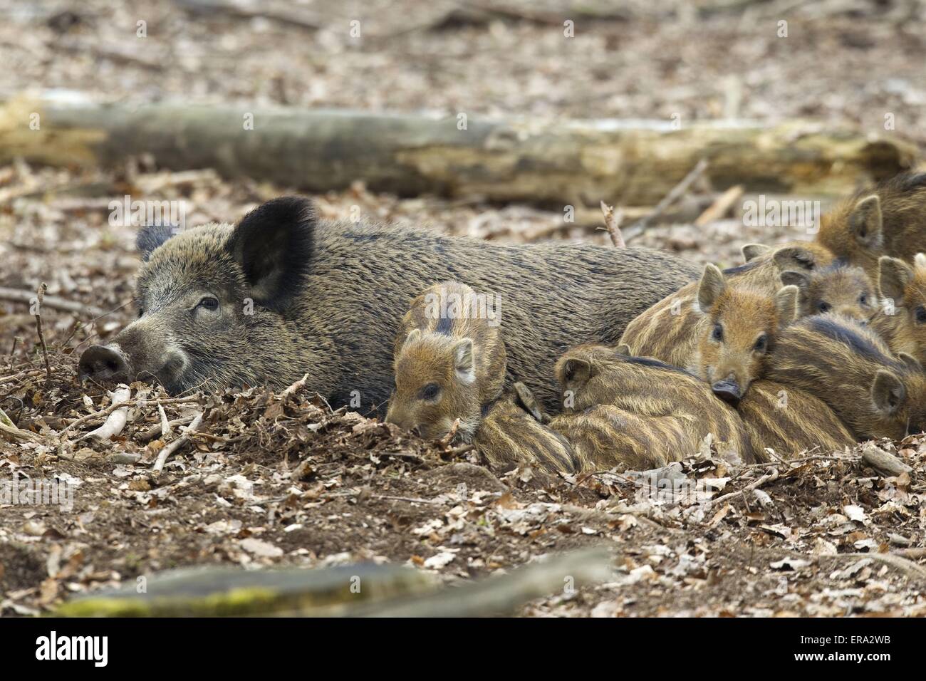 wilde Schweine Stockfoto