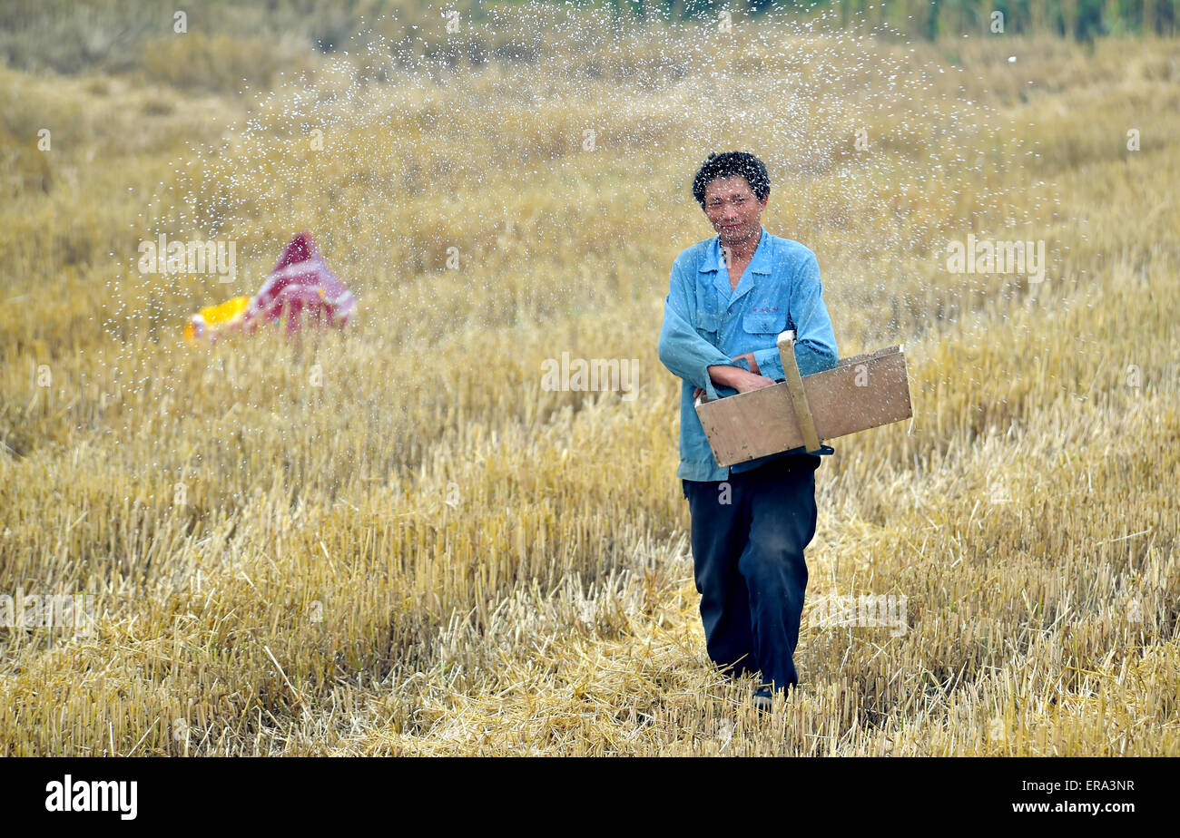 Ein Landwirt Bauer sprüht Dünger in einem Feld in Xiangyang, Provinz Hubei, China am 25. Mai 2015. Stockfoto