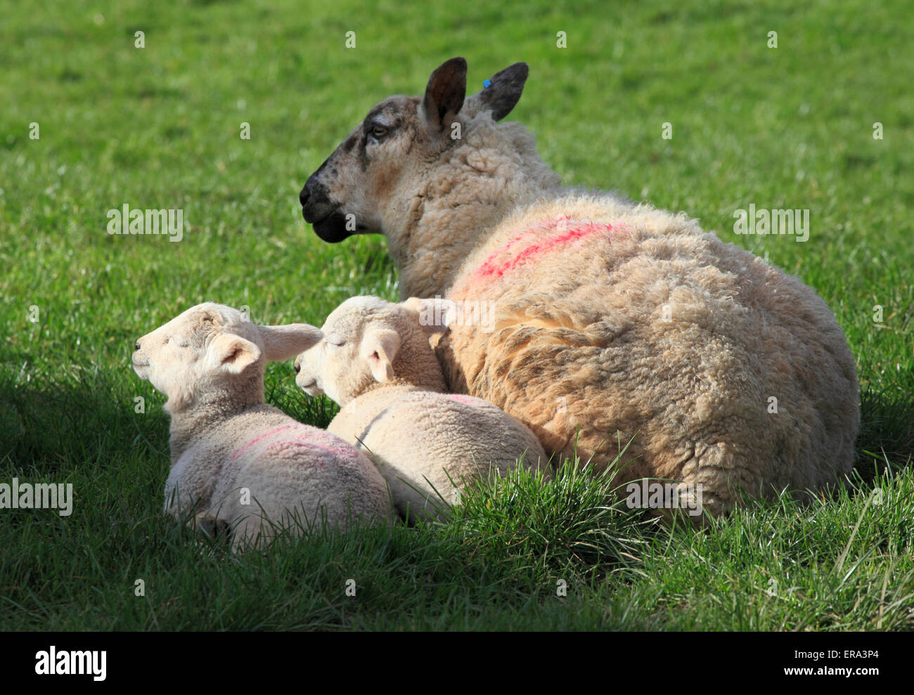 Ein Mutterschaf ruht mit ihren zwei Lämmer, Shropshire, England, Europa Stockfoto
