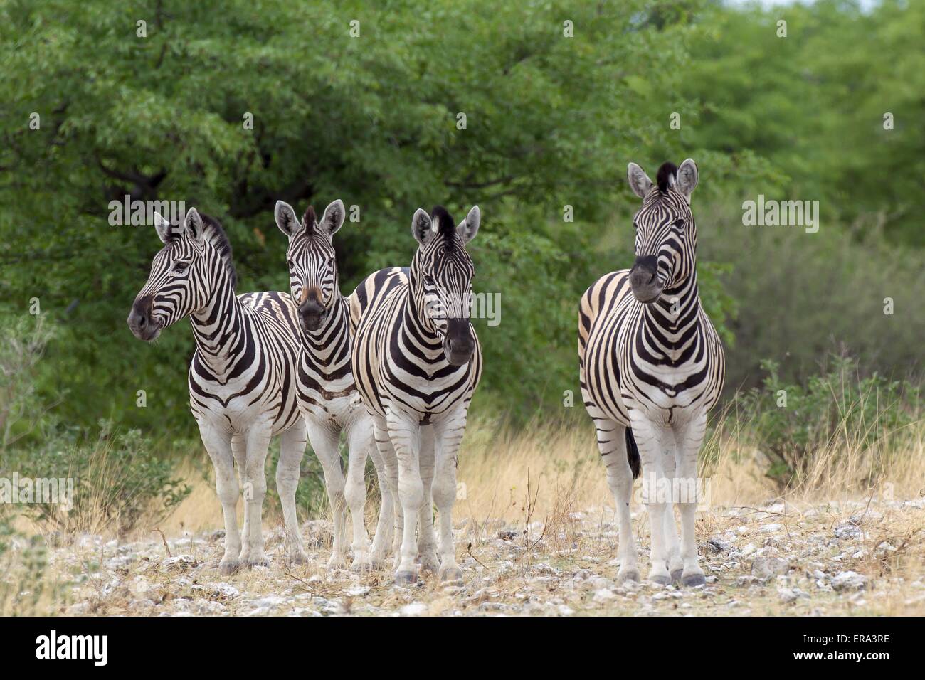 Herde von Ebenen zebras Stockfoto