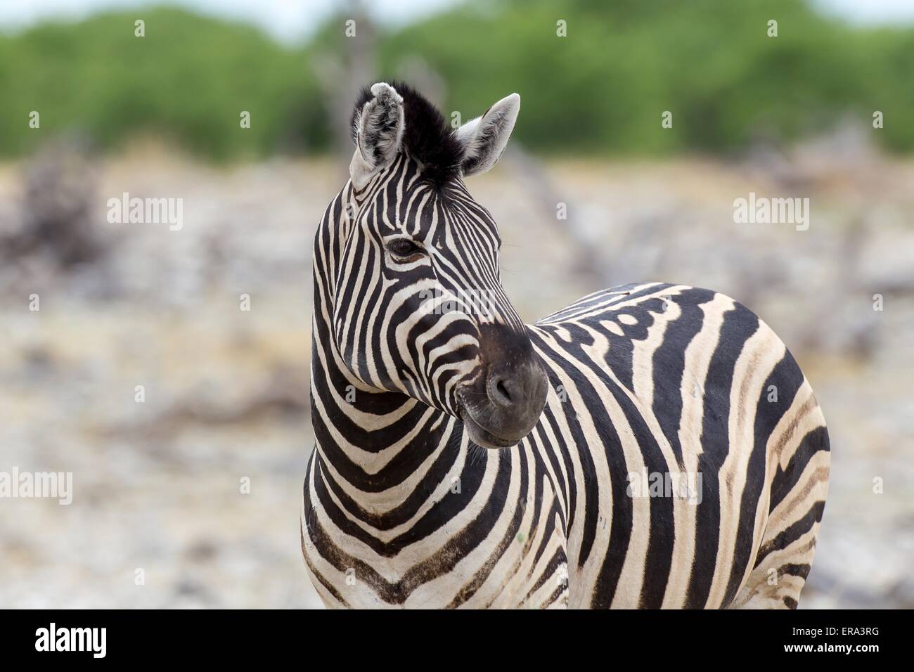 Ebenen zebra Stockfoto