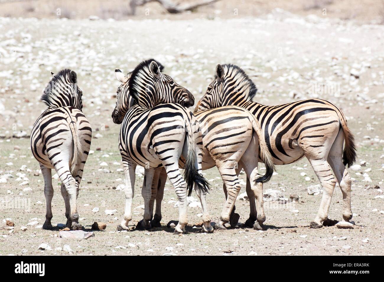 Herde von Ebenen zebras Stockfoto
