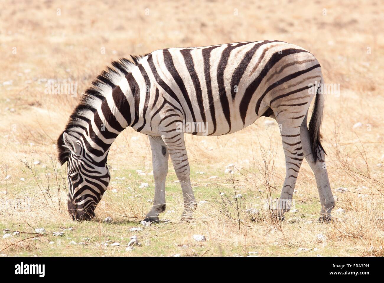 Ebenen zebra Stockfoto