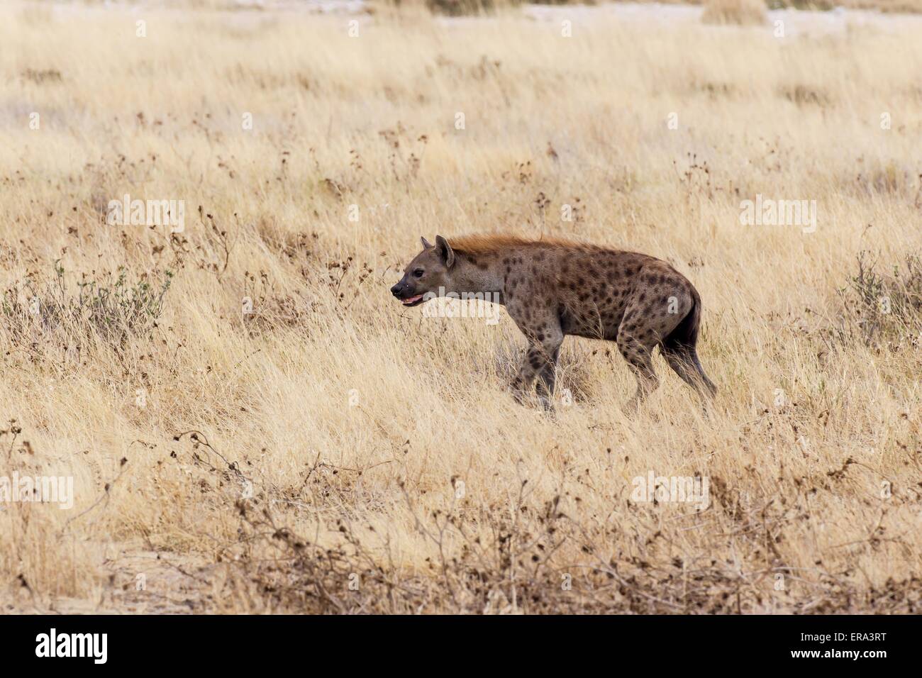 Gefleckte Hyäne Stockfoto