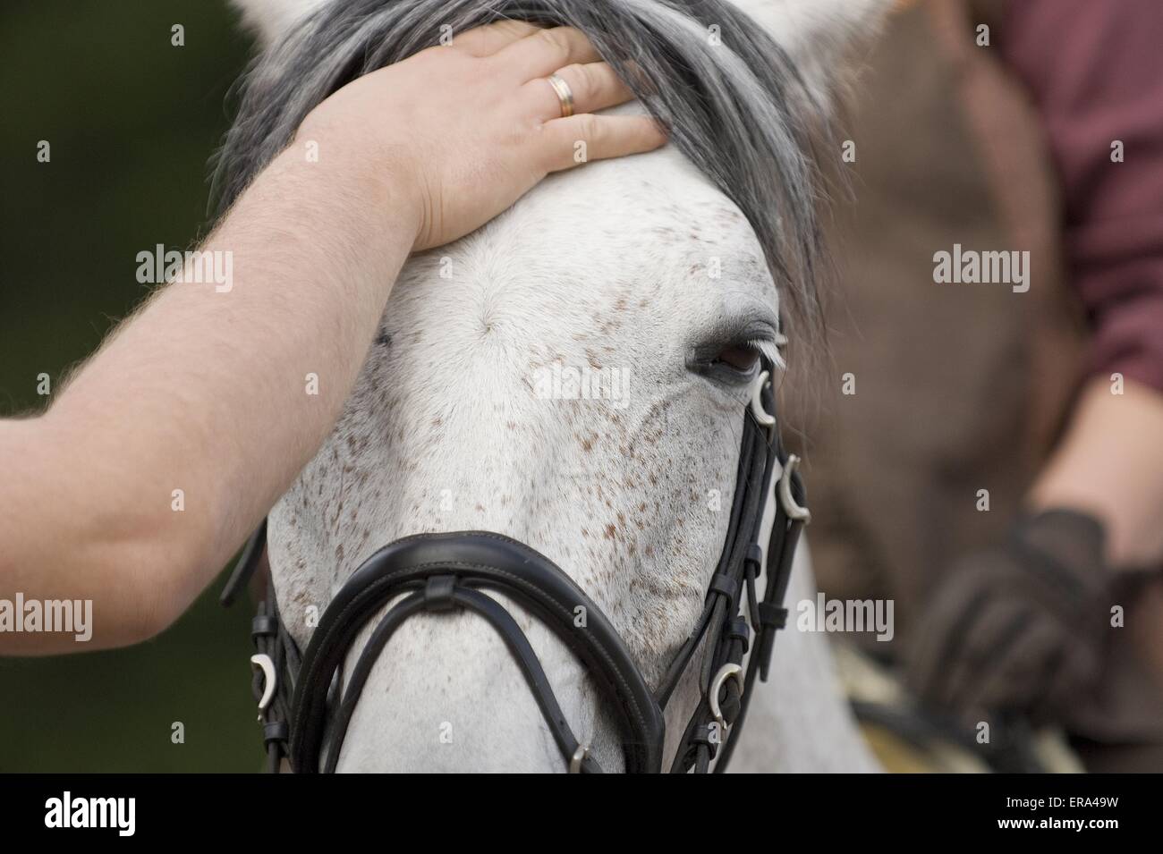 Pferd Steigt An Der Hand Menschliche hand, die pferd streicht -Fotos und -Bildmaterial in hoher