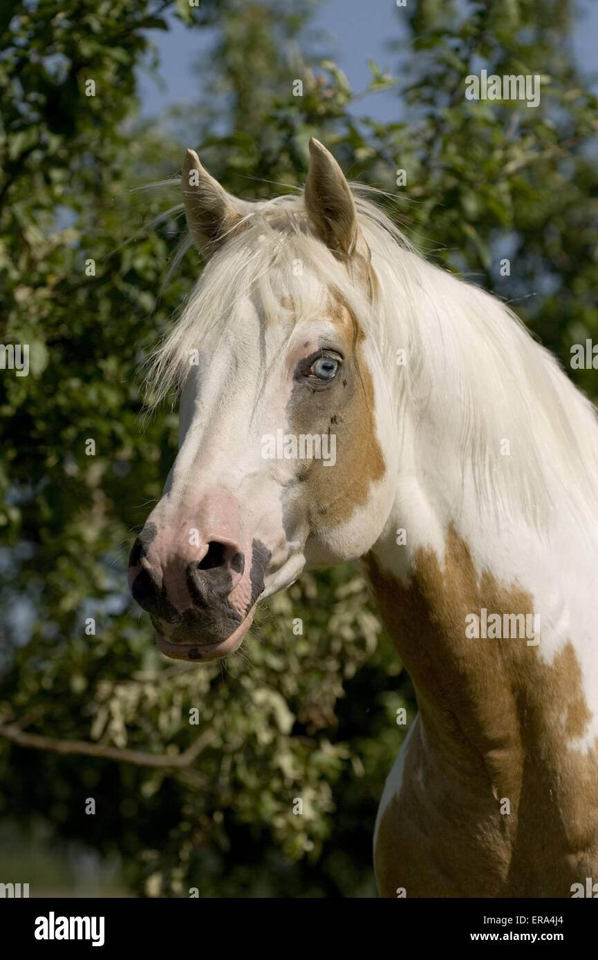 Paint Horse Portrait Stockfoto