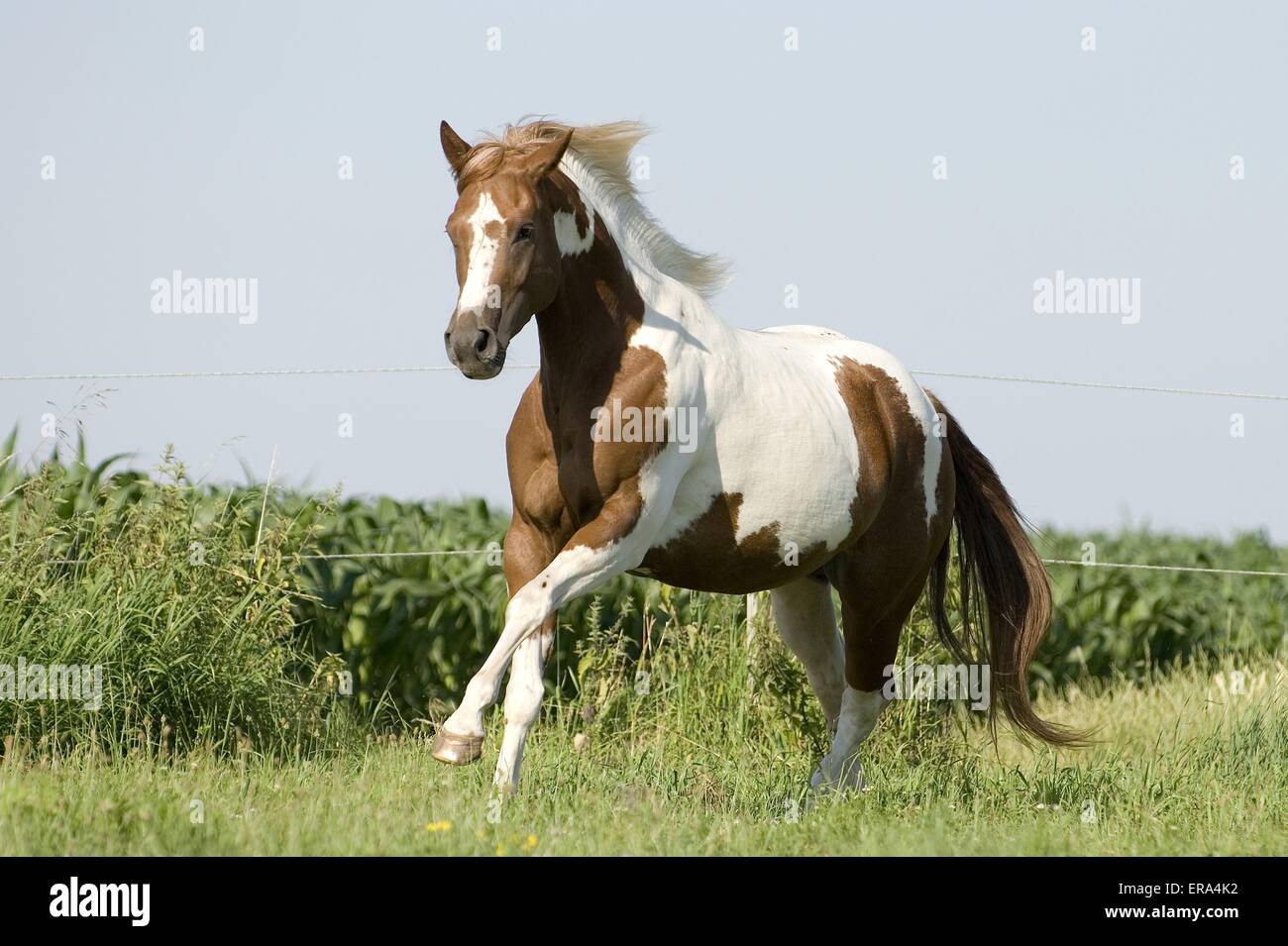 Paint Horse Galopp Stockfoto