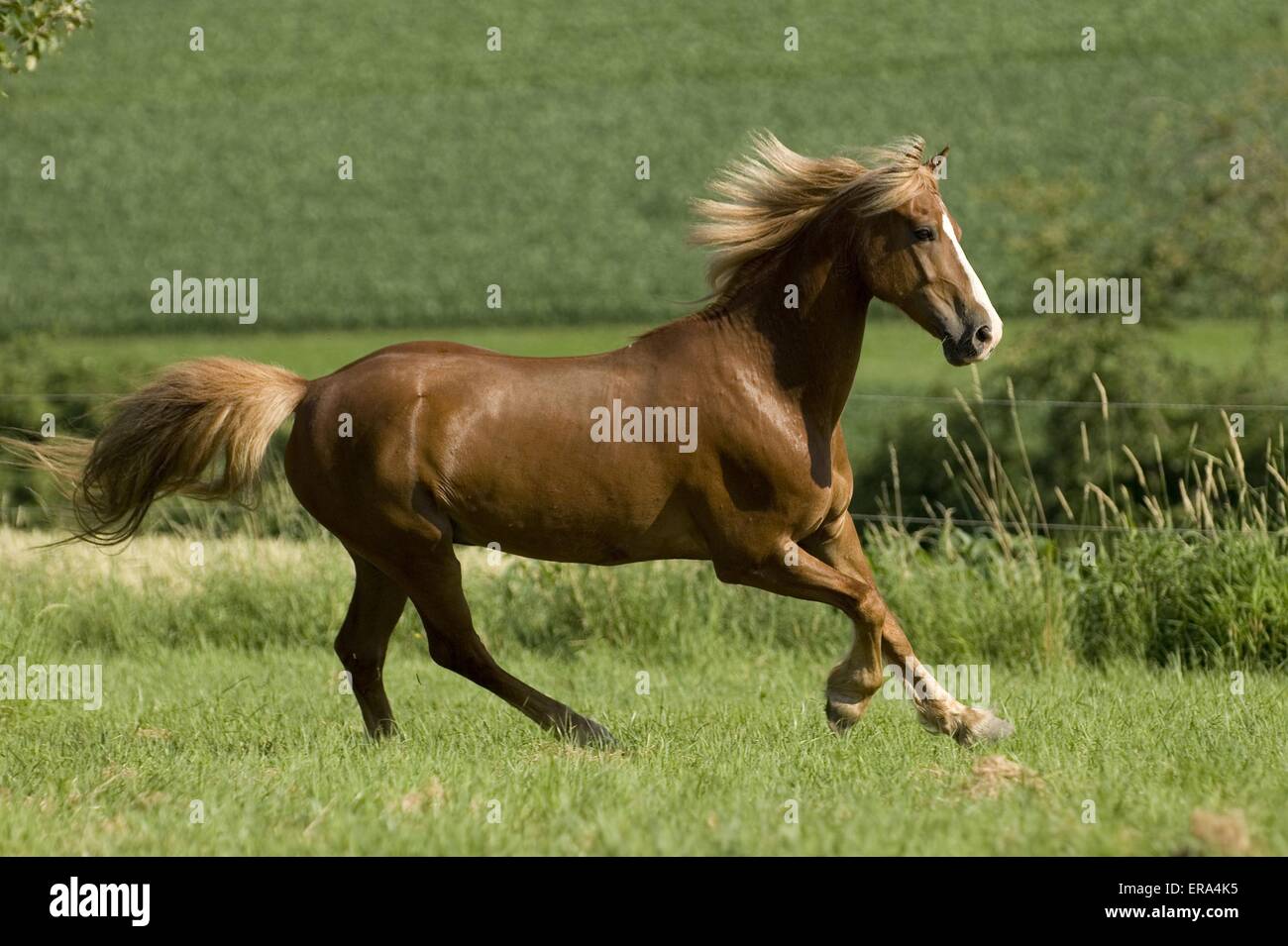 Welsh-Cob im Galopp Stockfoto