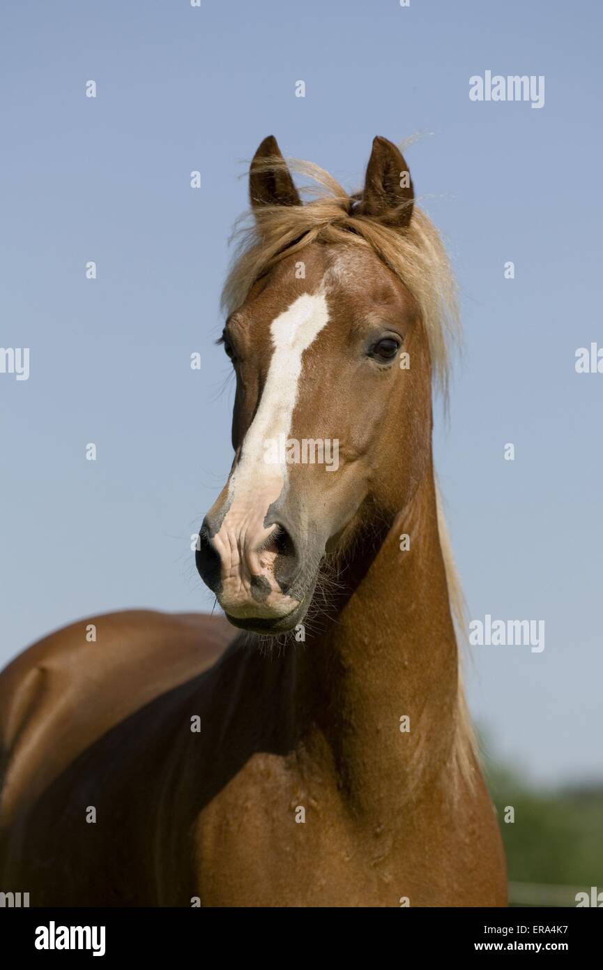 Welsh-Cob-Portrait Stockfoto