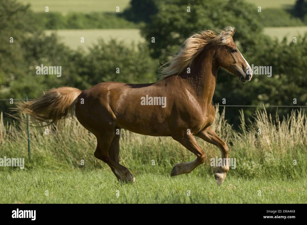 Welsh-Cob im Galopp Stockfoto