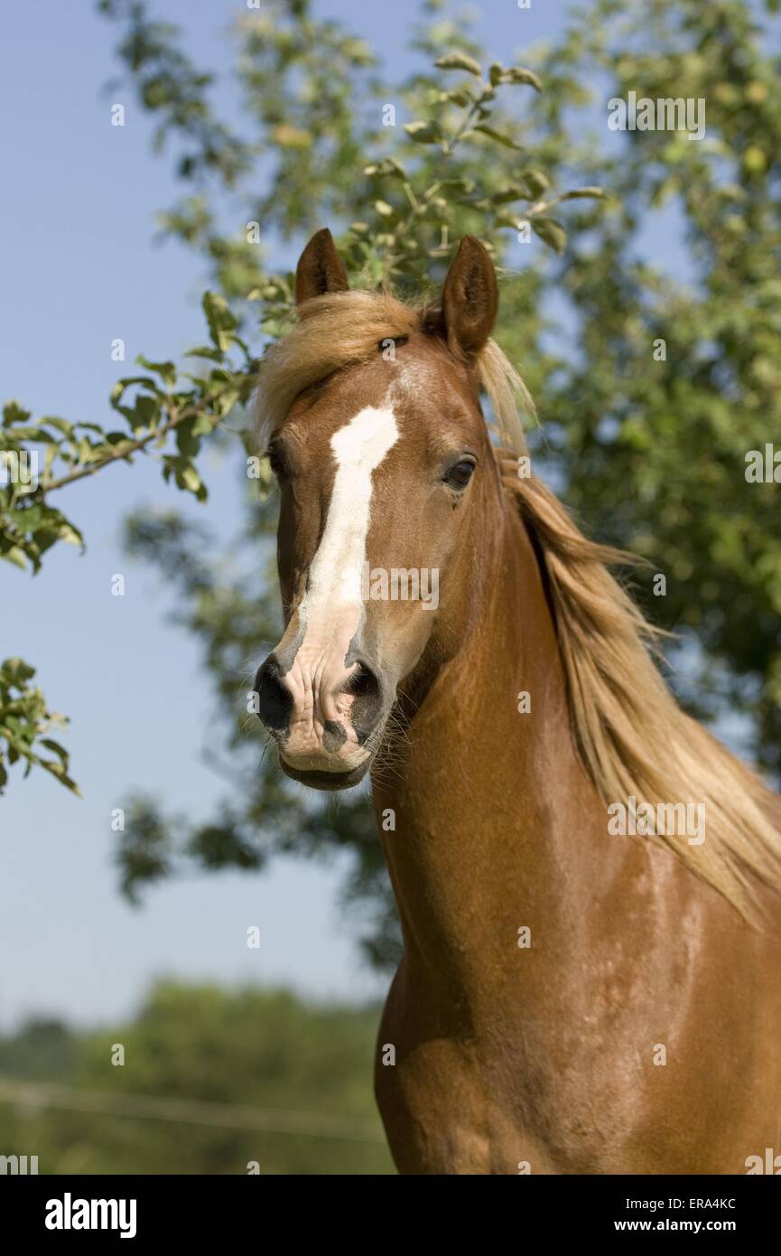 Welsh-Cob-Portrait Stockfoto