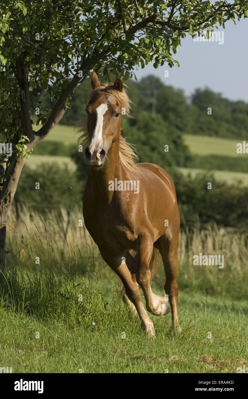 Welsh-Cob im Galopp Stockfoto