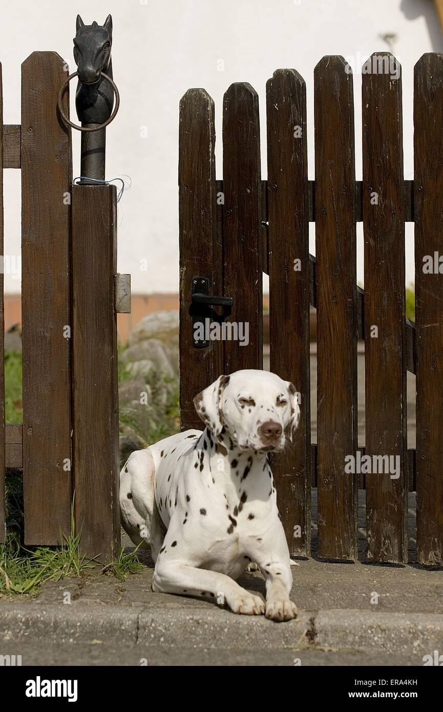 Dalmatiner Stockfoto