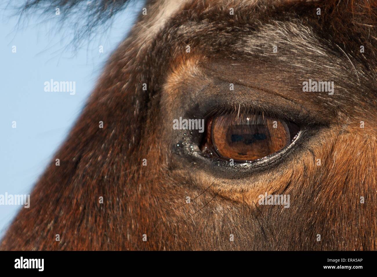 Pony-Auge Stockfoto