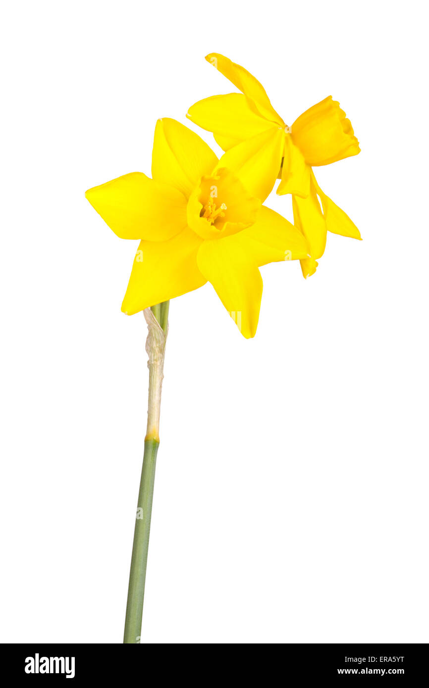 Zwei Blüten und Stengel eine gelbe Jonquil Sorte vor einem weißen Hintergrund isoliert Stockfoto