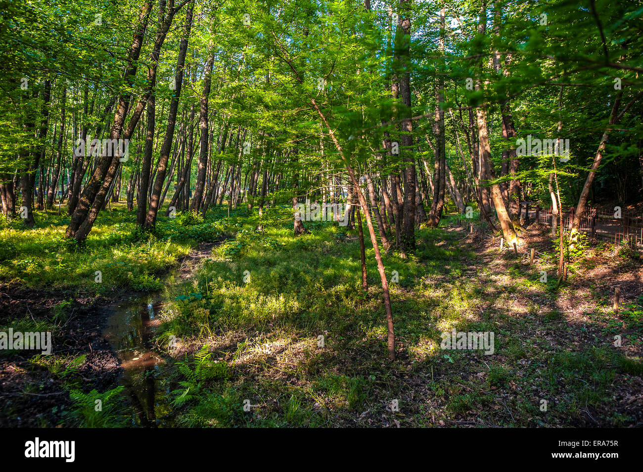 Italien Piemont Canavese Francigena Weise Ivrea Wälder in die Ländereien Tänzer Stockfoto