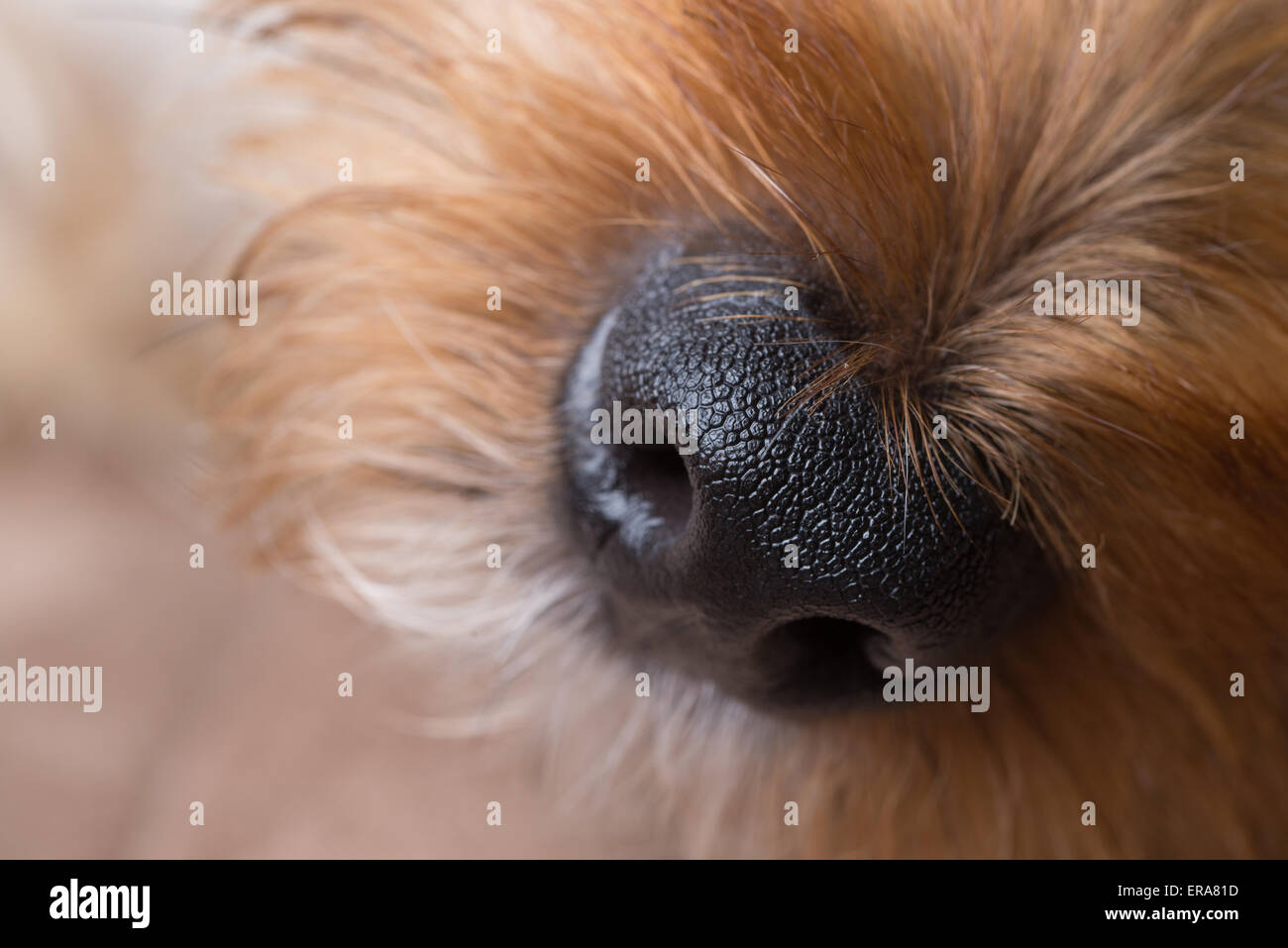 Eine Makroaufnahme einer Yorkshire-Terrier Nase und Schnauze. Stockfoto