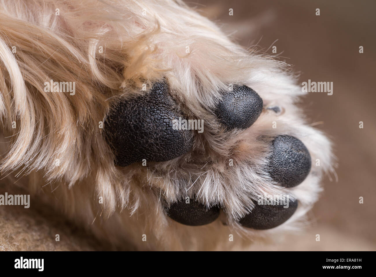 Eine Makroaufnahme einer Yorkshire-Terrier Pfote. Stockfoto