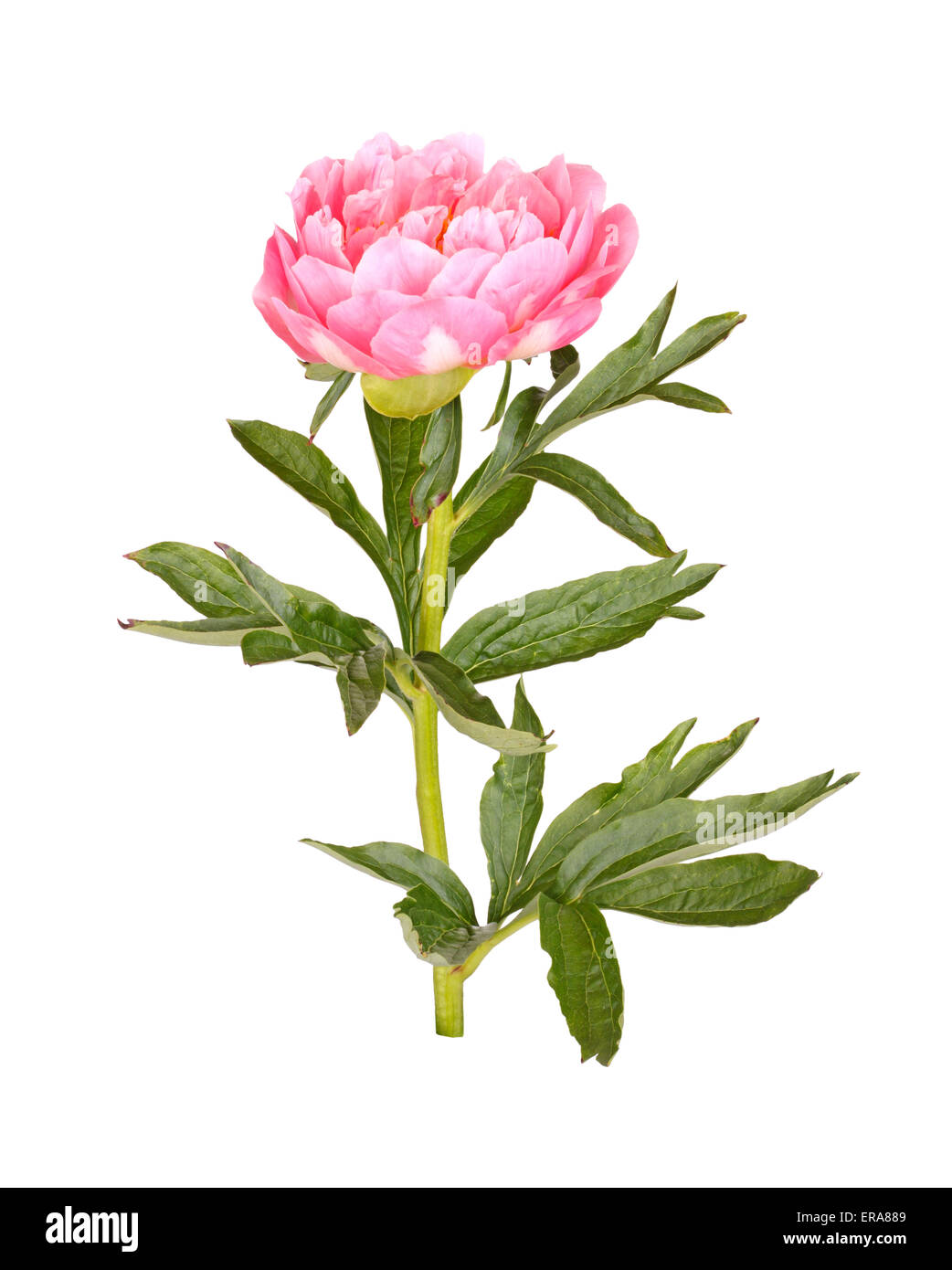 Eine gefüllte Blüte, Stengel und Blätter von einem rosa Pfingstrose (Paeonia Lactiflora) Sorte vor einem weißen Hintergrund isoliert Stockfoto