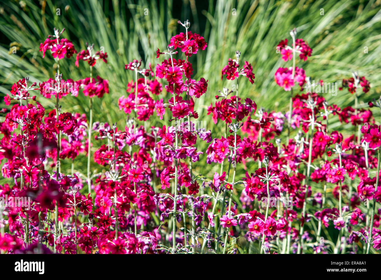 Rote Candelabra Primrose Primula pulverulenta Primrose Blüten Stockfoto