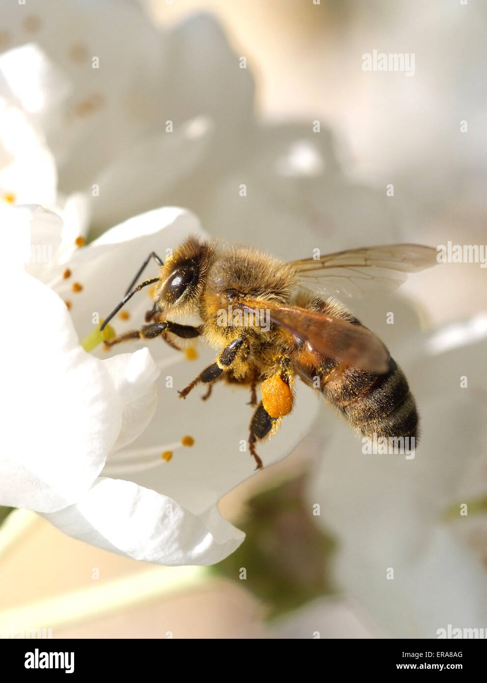 Biene im Werk auf einer Blume Stockfoto