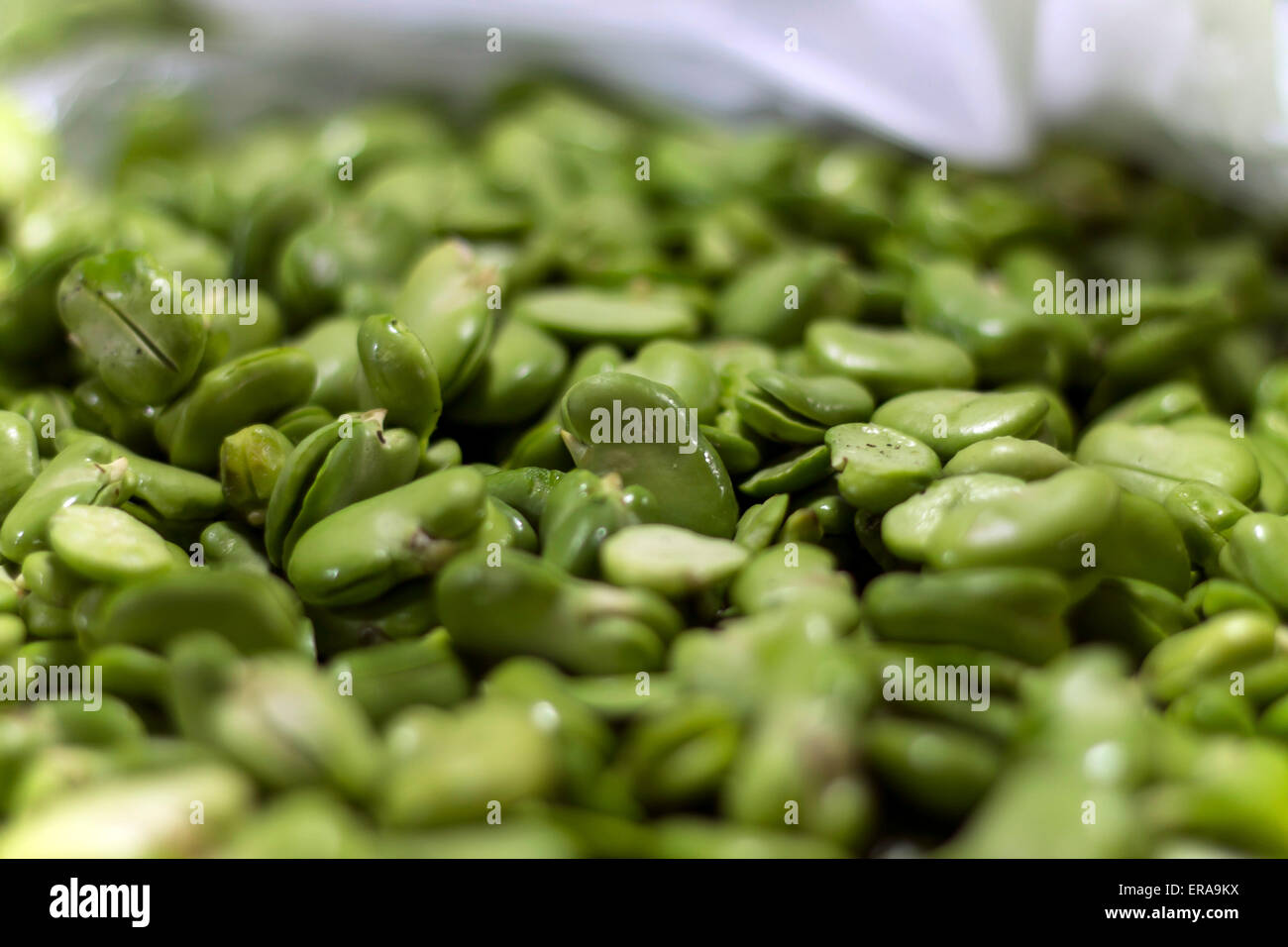 Vicine Faba - Bio Saubohnen Stockfoto