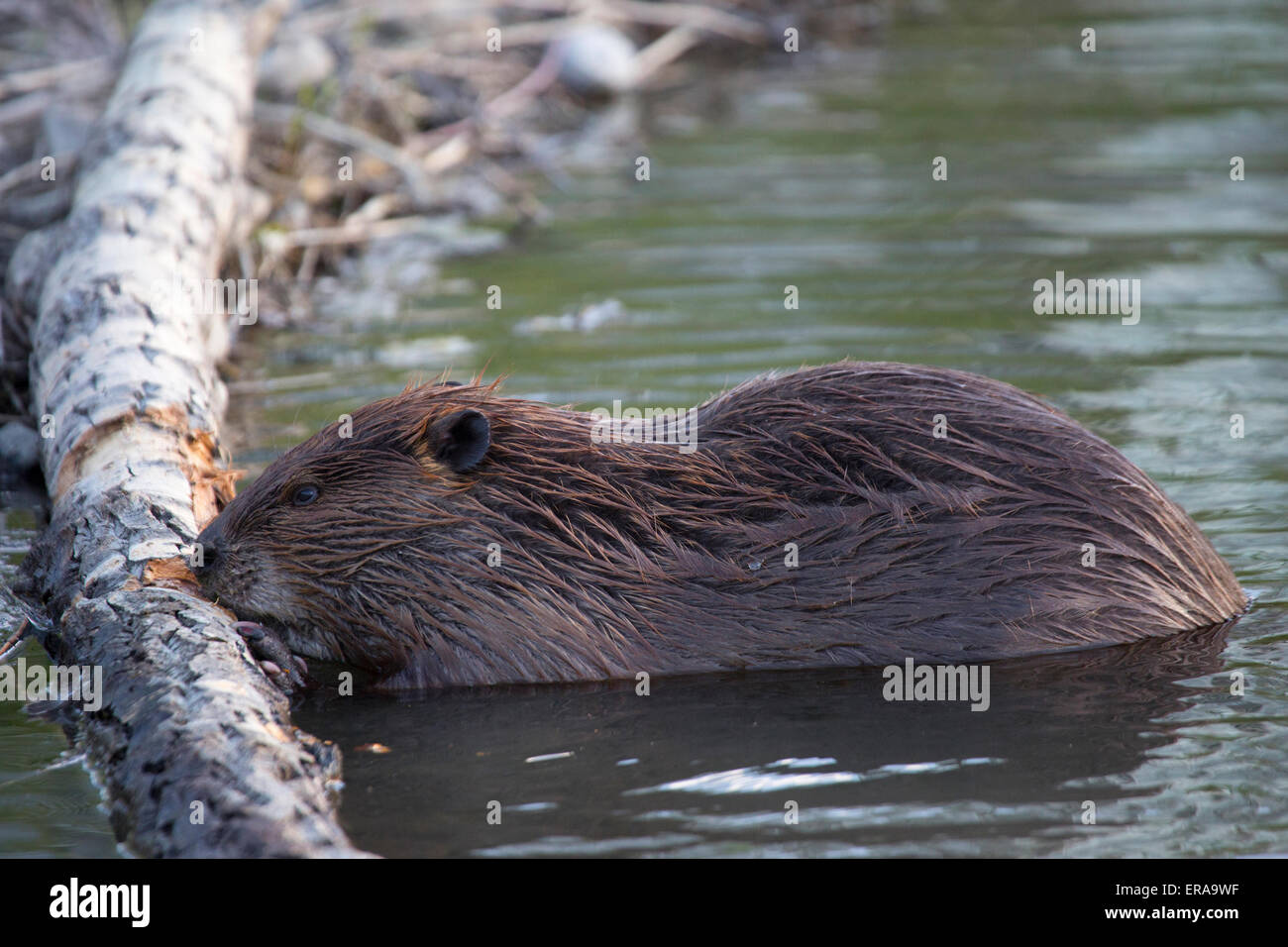 Biber frisst baumrinde Fotos und Bildmaterial in hoher Auflösung Alamy