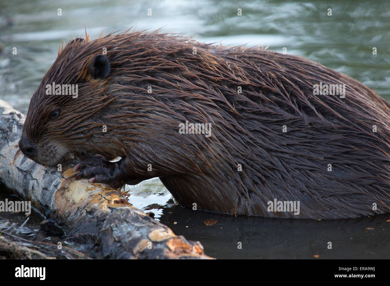 Biber (Castor canadensis) Fütterung auf der Rinde einer Pappel, in Teich durch Trans Canada Trail entlang des Bow River Stockfoto