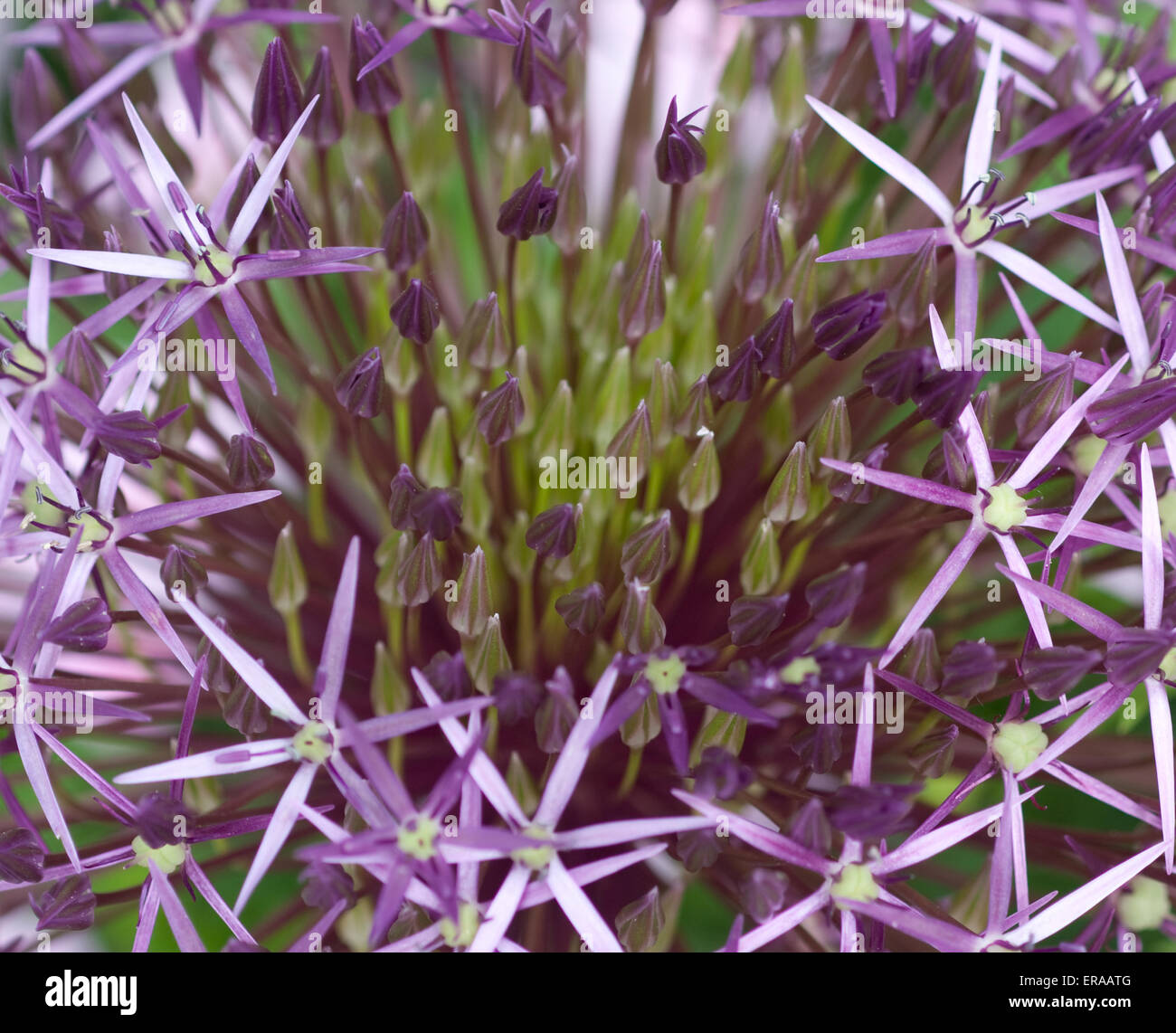 Allium 'purple Sensation' in voller Blüte, Nahaufnahme von oben Stockfoto