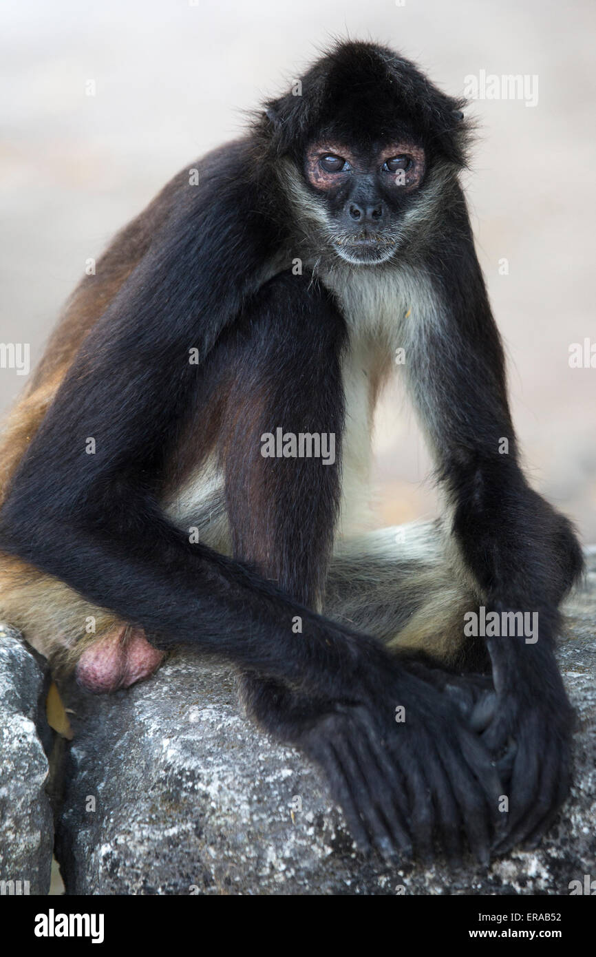Geoffroy Klammeraffe (Ateles Geoffroyi), auch bekannt als Black-handed Klammeraffe Stockfoto
