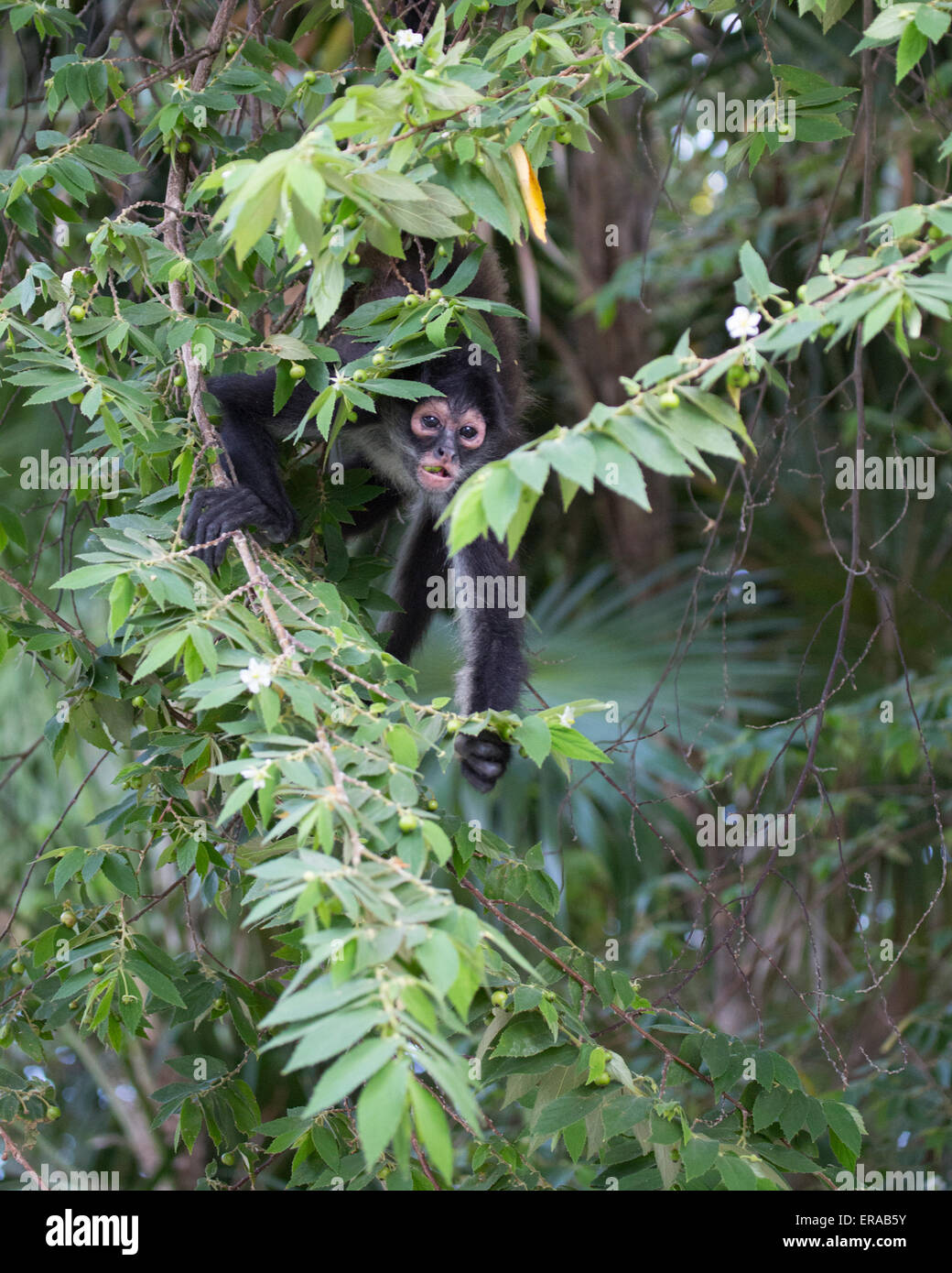 Geoffroys Spinnenaffe (Ateles geoffroyi), auch bekannt als Schwarzhand-Spinnenaffe, der durch die Blätter im Baumkronendach guckelt Stockfoto